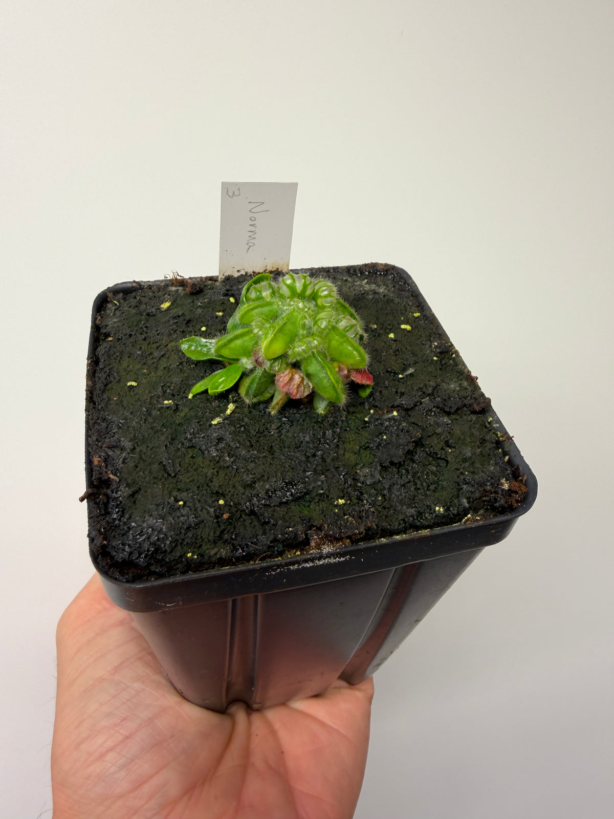 Cephalotus follicularis “Norma” #3