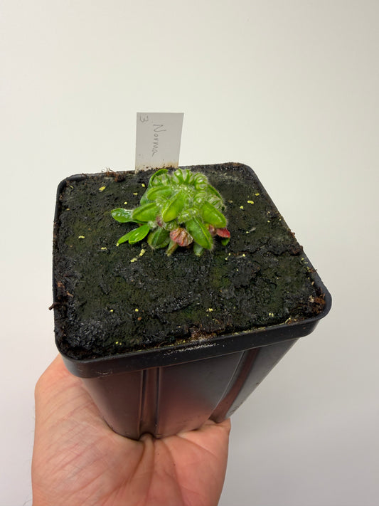 Cephalotus follicularis “Norma” #3