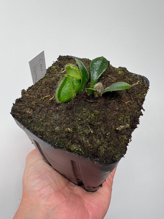Cephalotus follicularis “Emu Pointe”