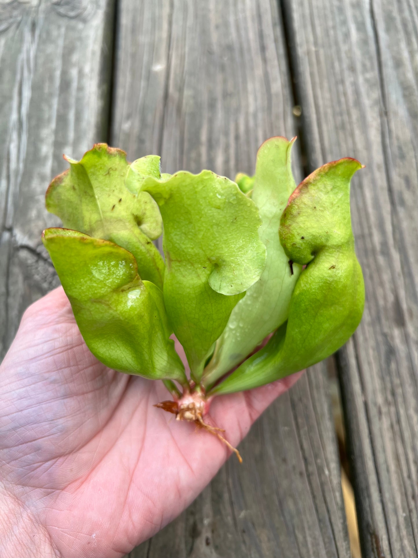 Sarracenia purpurea ssp. venosa “White Ghost” (Araflora) - Fresh Division C