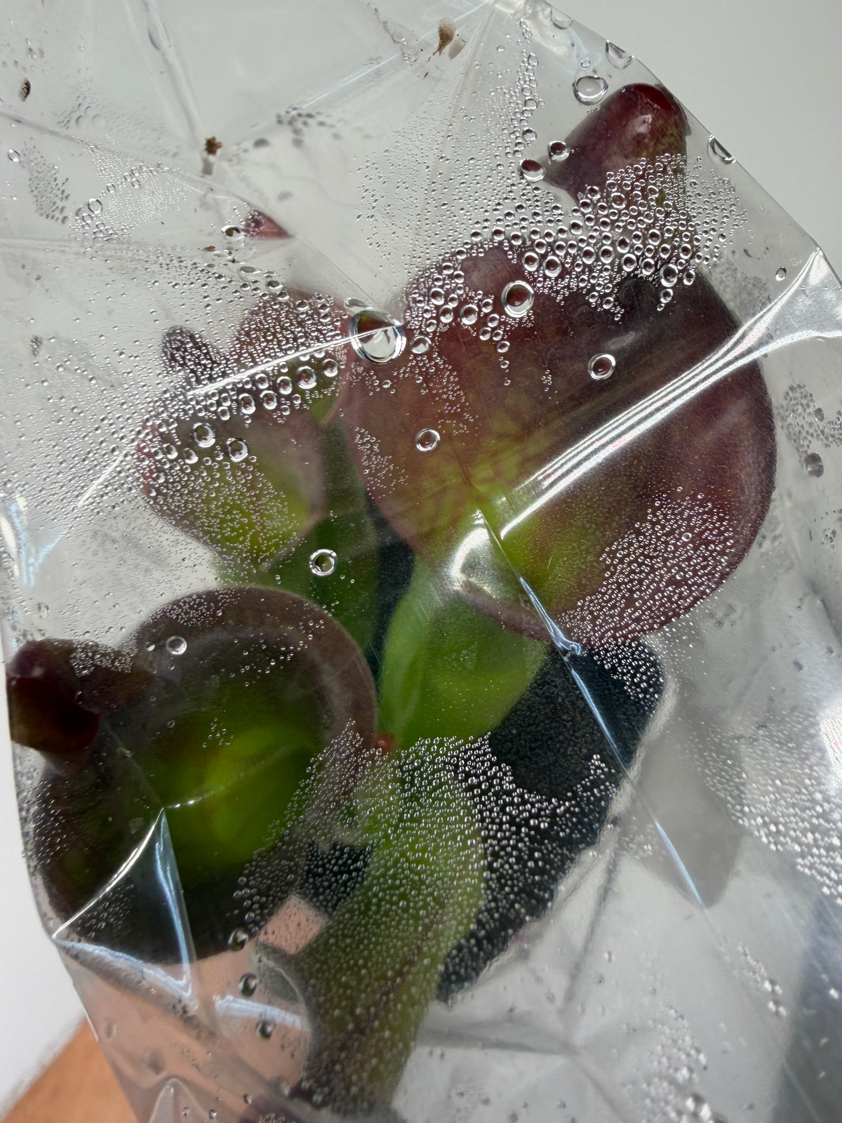 Heliamphora (tatei x folliculata) x macdonaldae #10 52624 SGLC - Potted Division