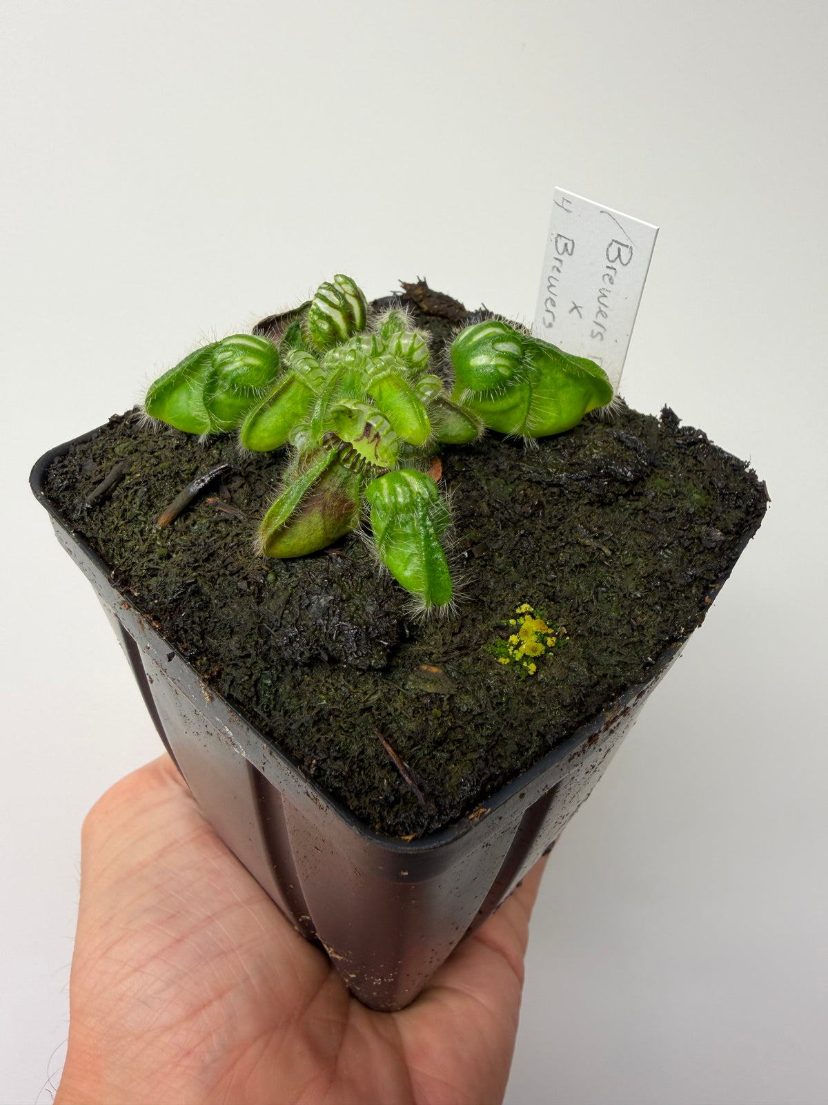 Cephalotus follicularis “Brewers Beauty” x “Brewers” #4