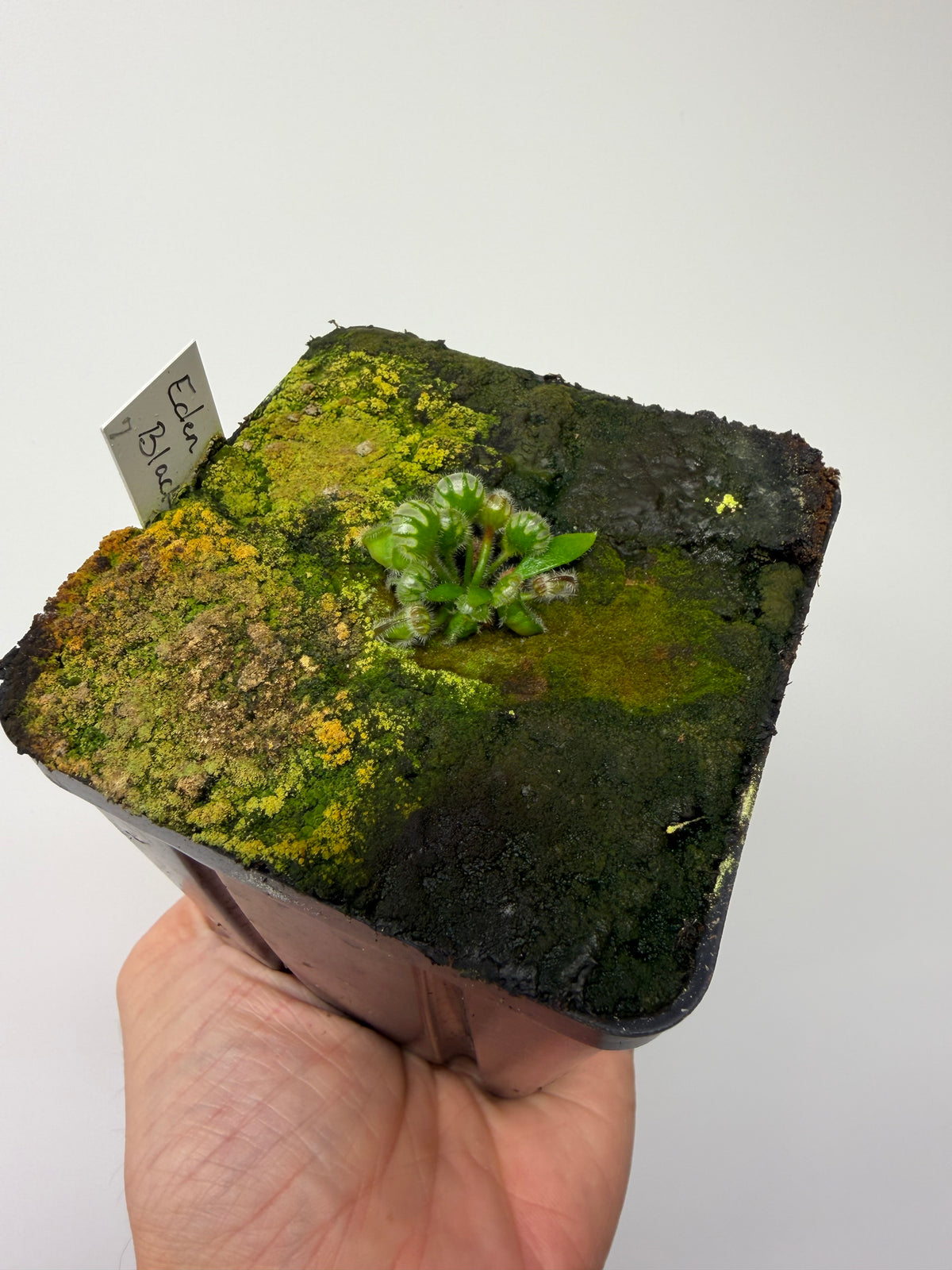 Cephalotus follicularis ‘Eden Black’ #7 - *Rare*