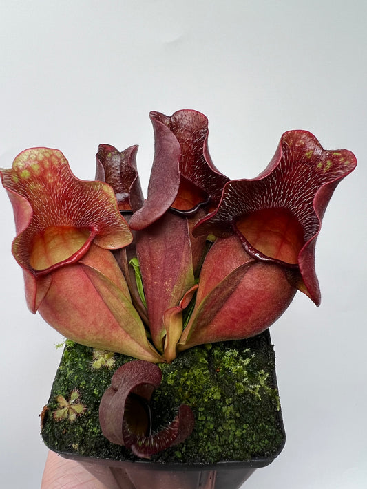 Sarracenia purpurea ssp. venosa (Brunswick Co, NC x Carteret Co, NC)  - Seed Grown #4