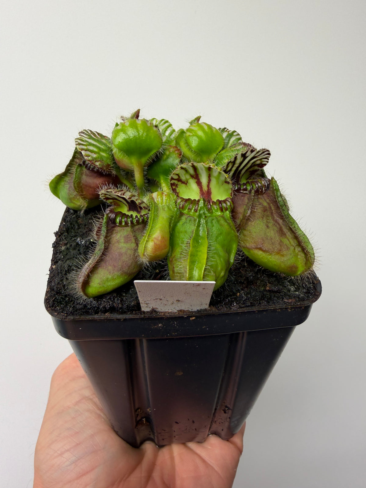 Cephalotus follicularis “Broke Inlet” #13