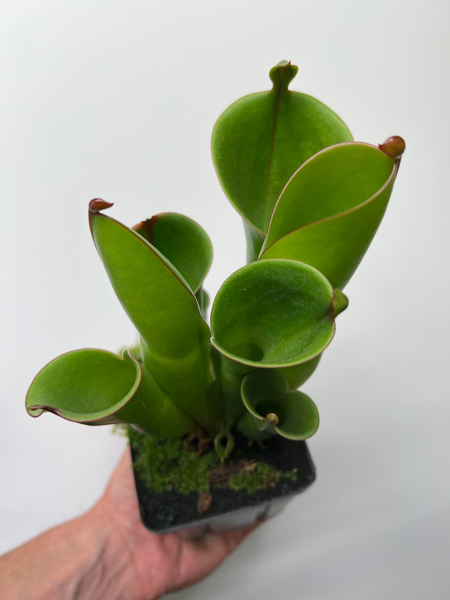 Heliamphora heterodoxa x minor