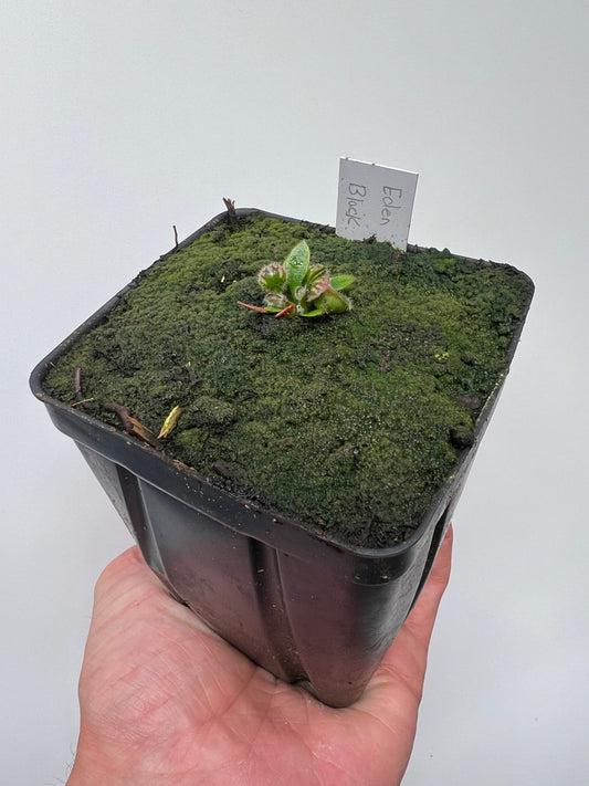 Cephalotus follicularis ‘Eden Black’ - *Rare* (small)