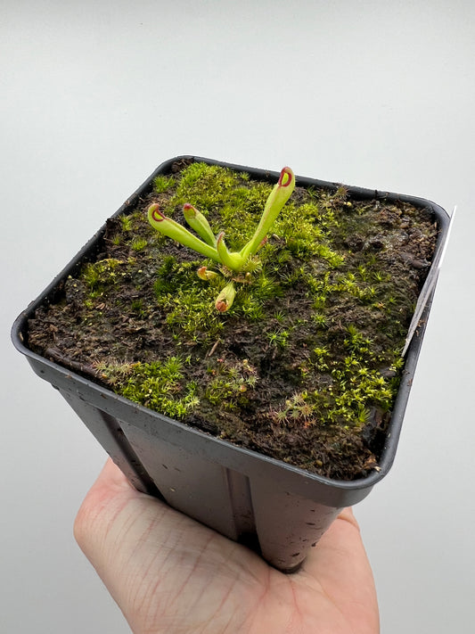 Heliamphora macdonaldae - Seed Grown #7