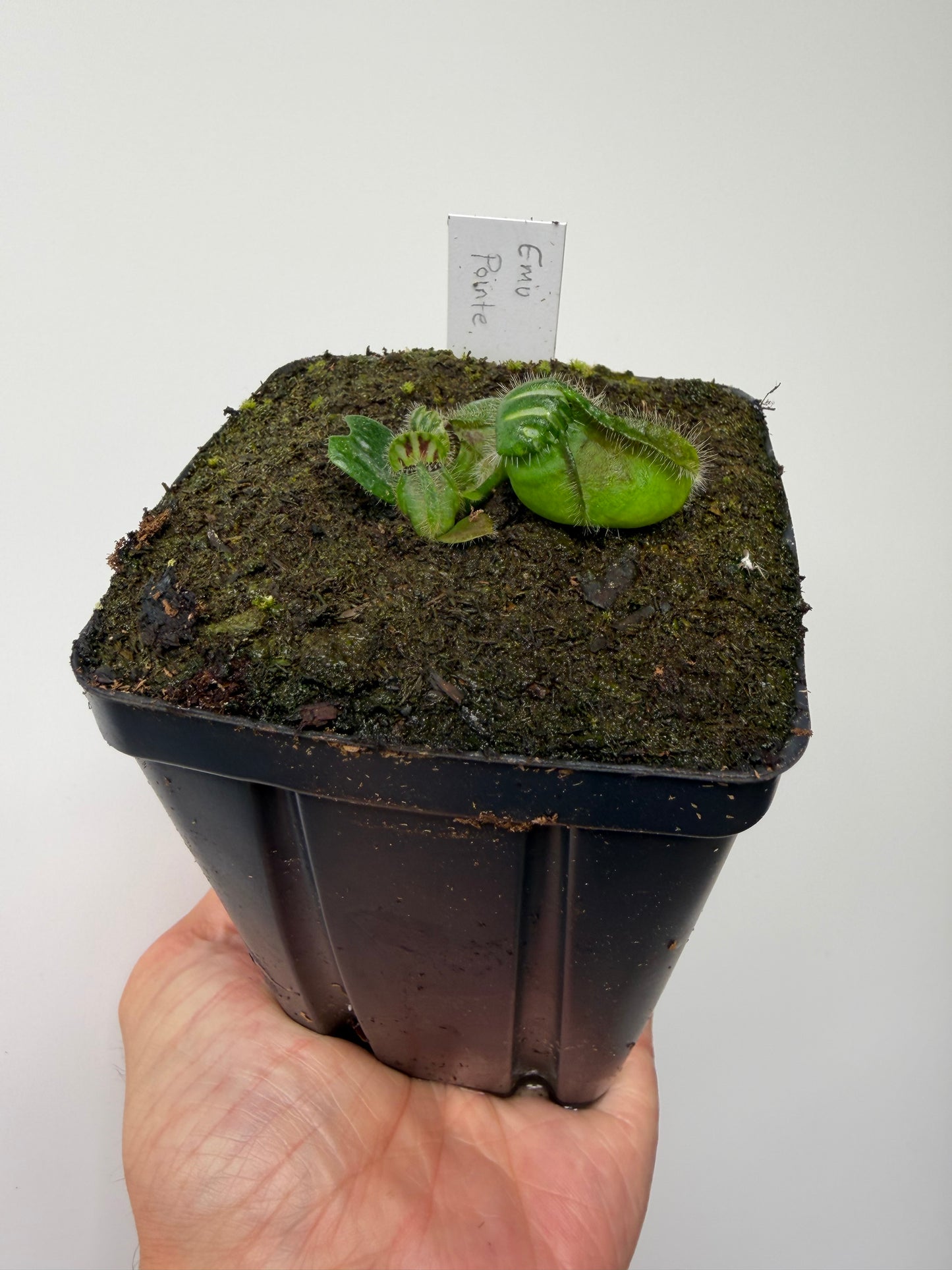Cephalotus follicularis “Emu Pointe”
