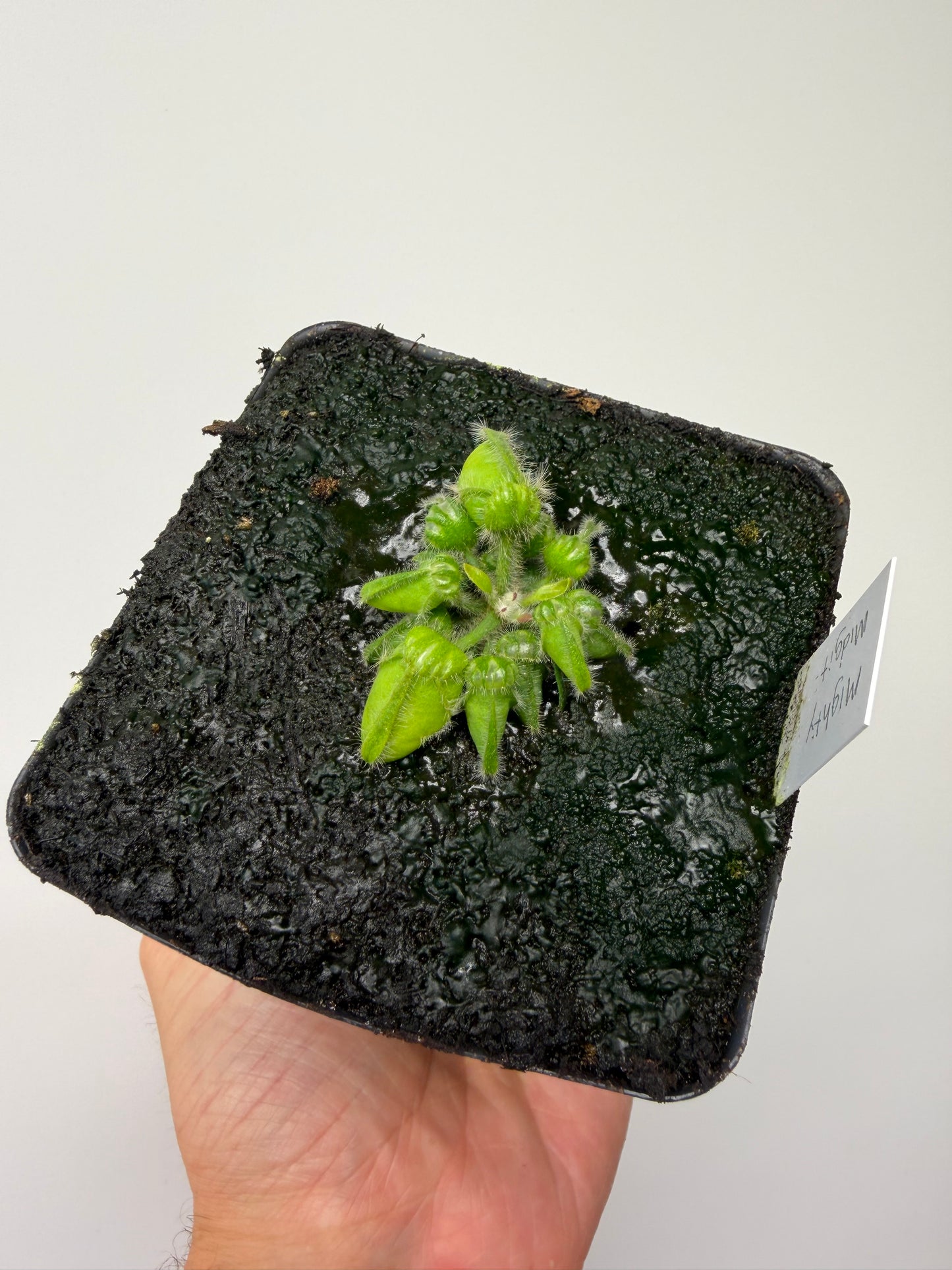 Cephalotus follicularis “Mighty Midget” - *Rare* (10)