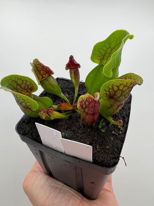 Sarracenia purpurea ssp. purpurea (Centre Co, PA) x (Ocean Co, NJ) - Seed Grown #19