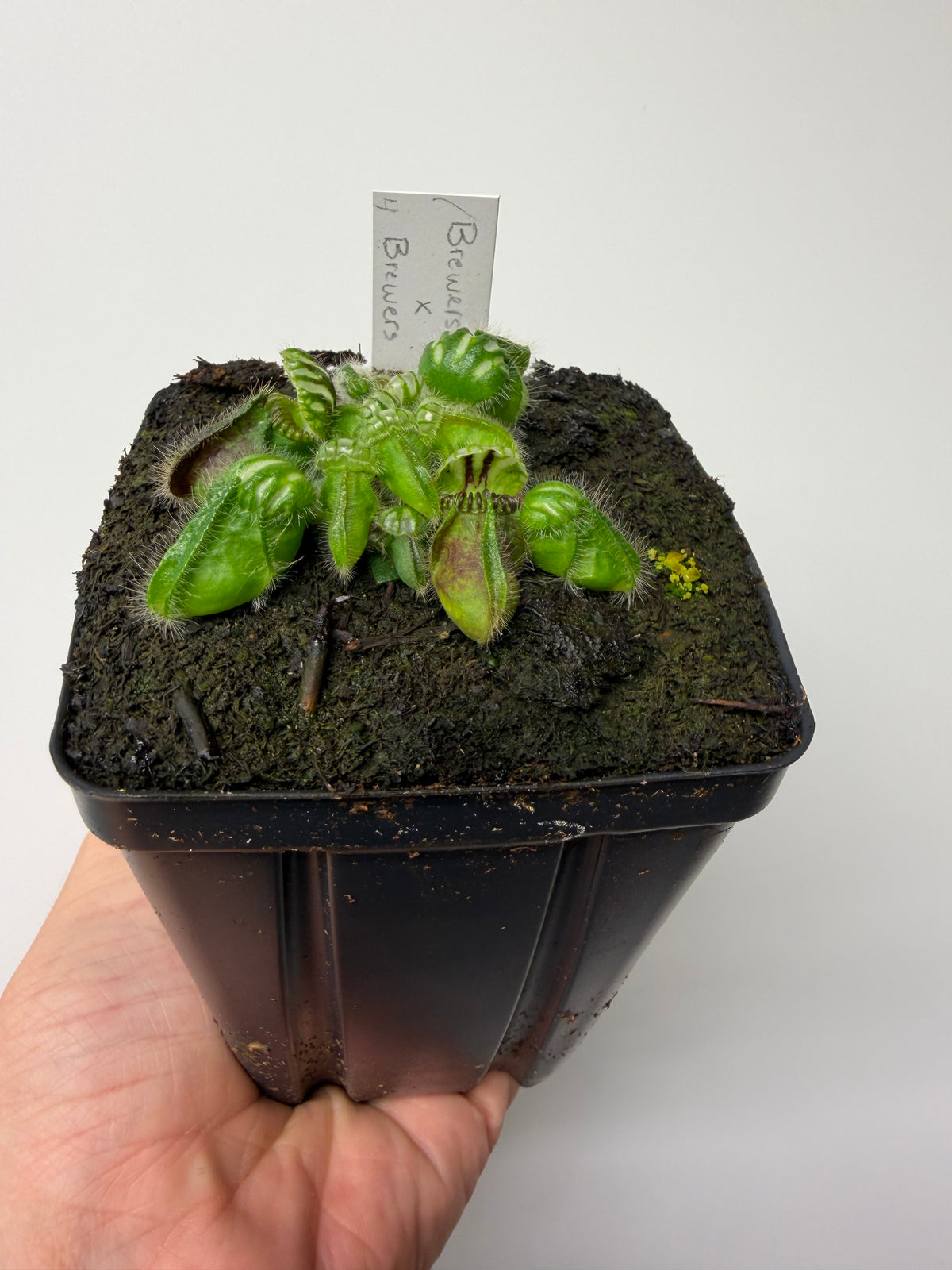 Cephalotus follicularis “Brewers Beauty” x “Brewers” #4