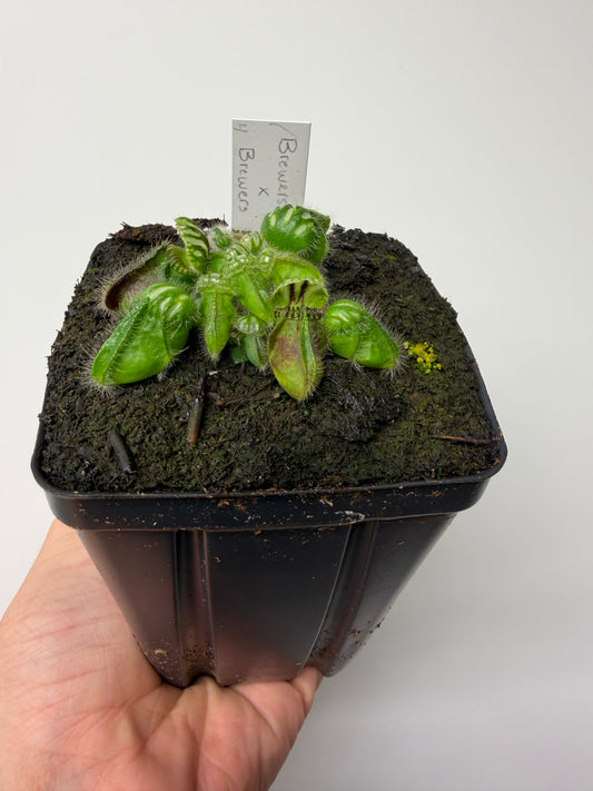 Cephalotus follicularis “Brewers Beauty” x “Brewers” #4