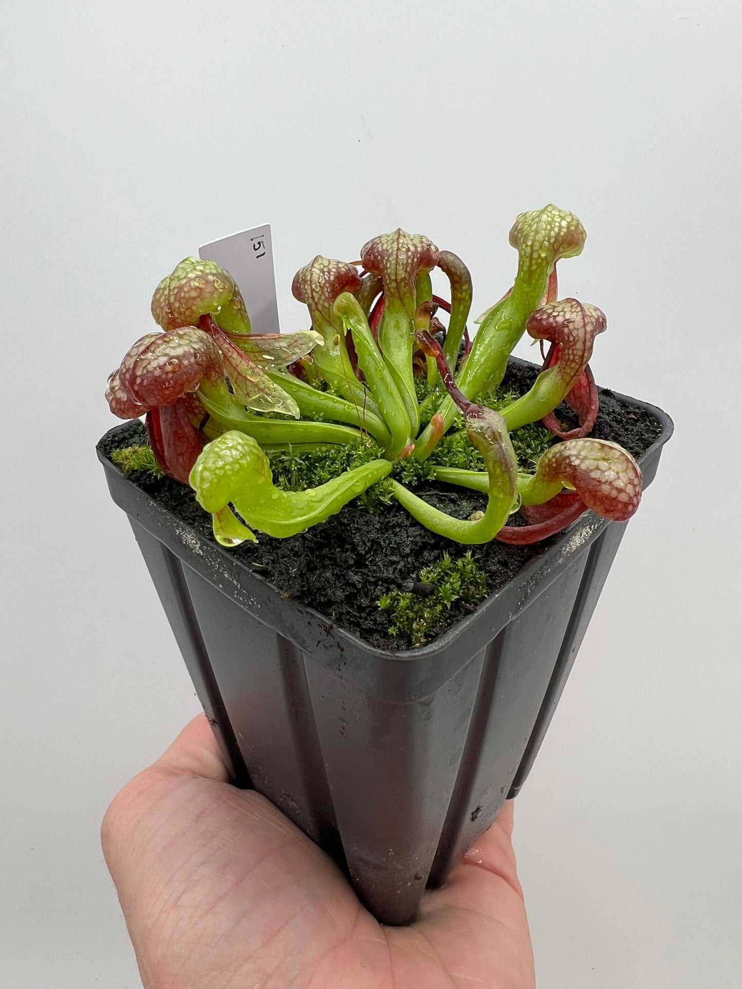 Darlingtonia californica (Cobra Pitcher Plant) - Seed Grown #151