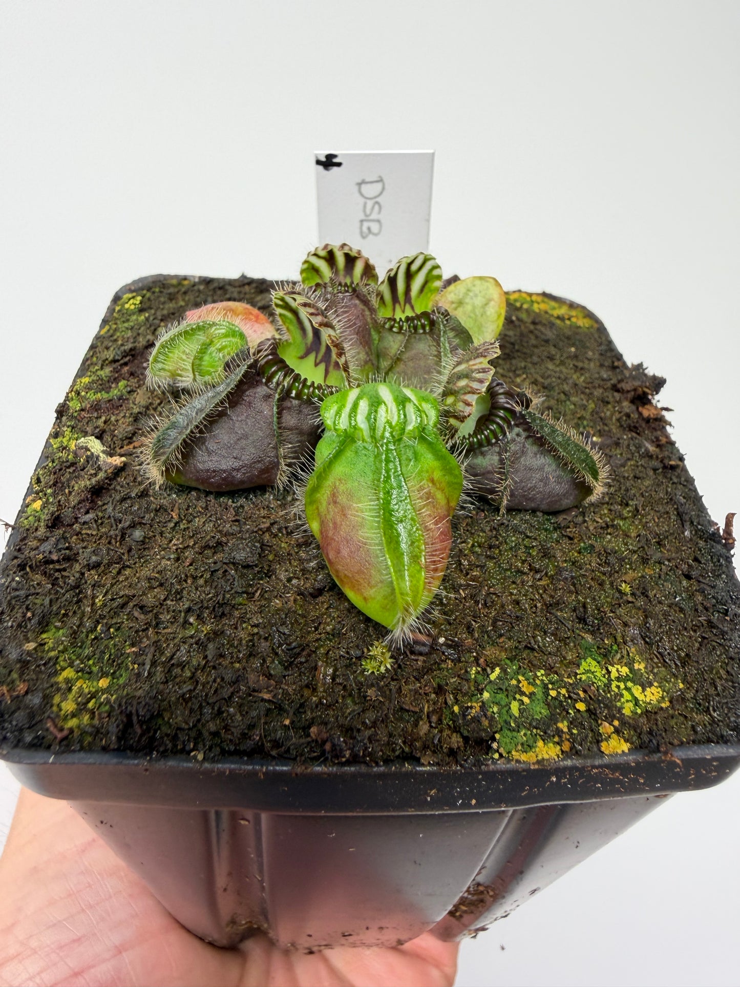 Cephalotus follicularis “David Švarc Black” - *Rare* (4)