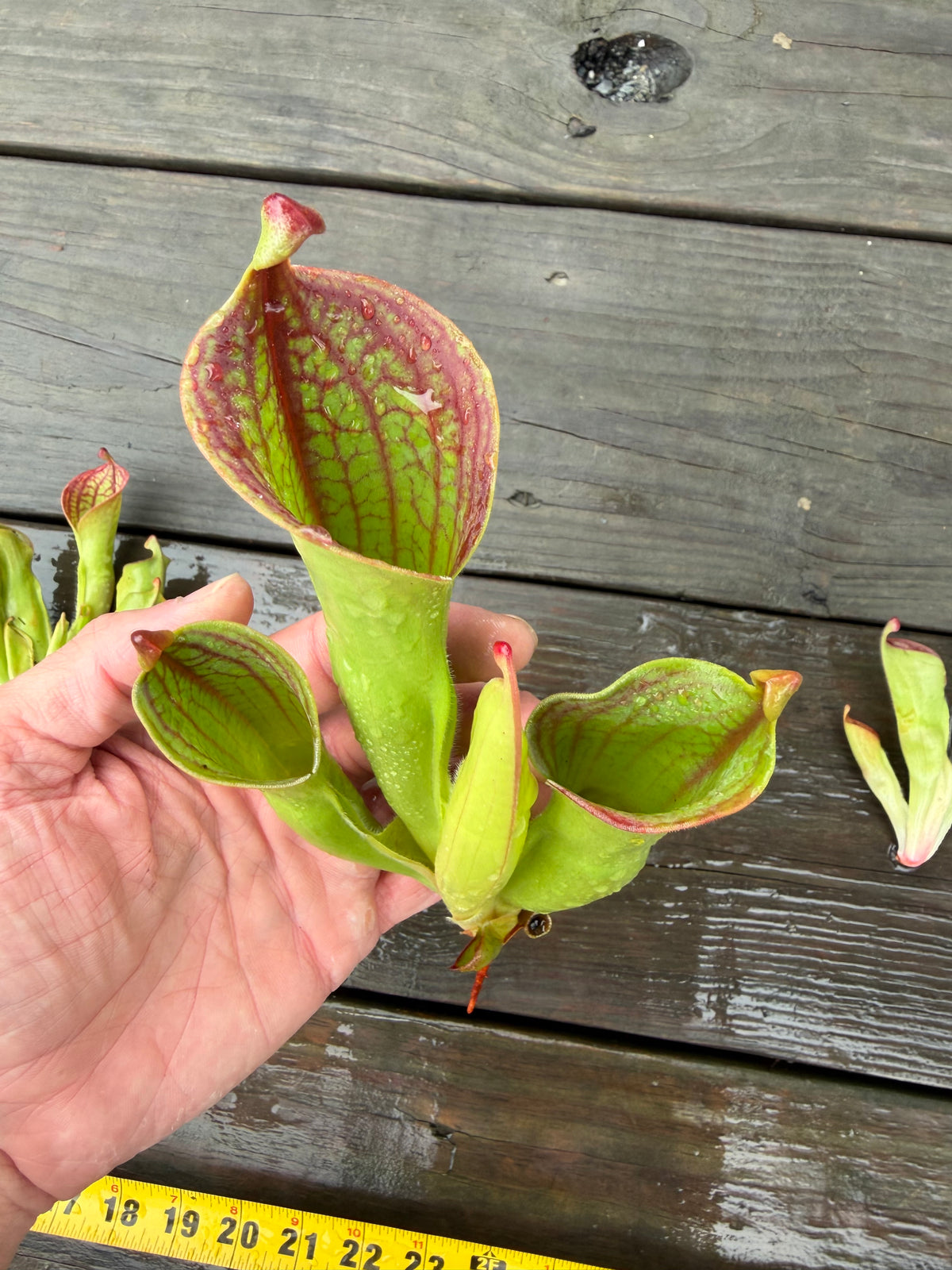 Heliamphora (tatei x folliculata) x macdonaldae #7 52624 SGLC - Fresh Divisions