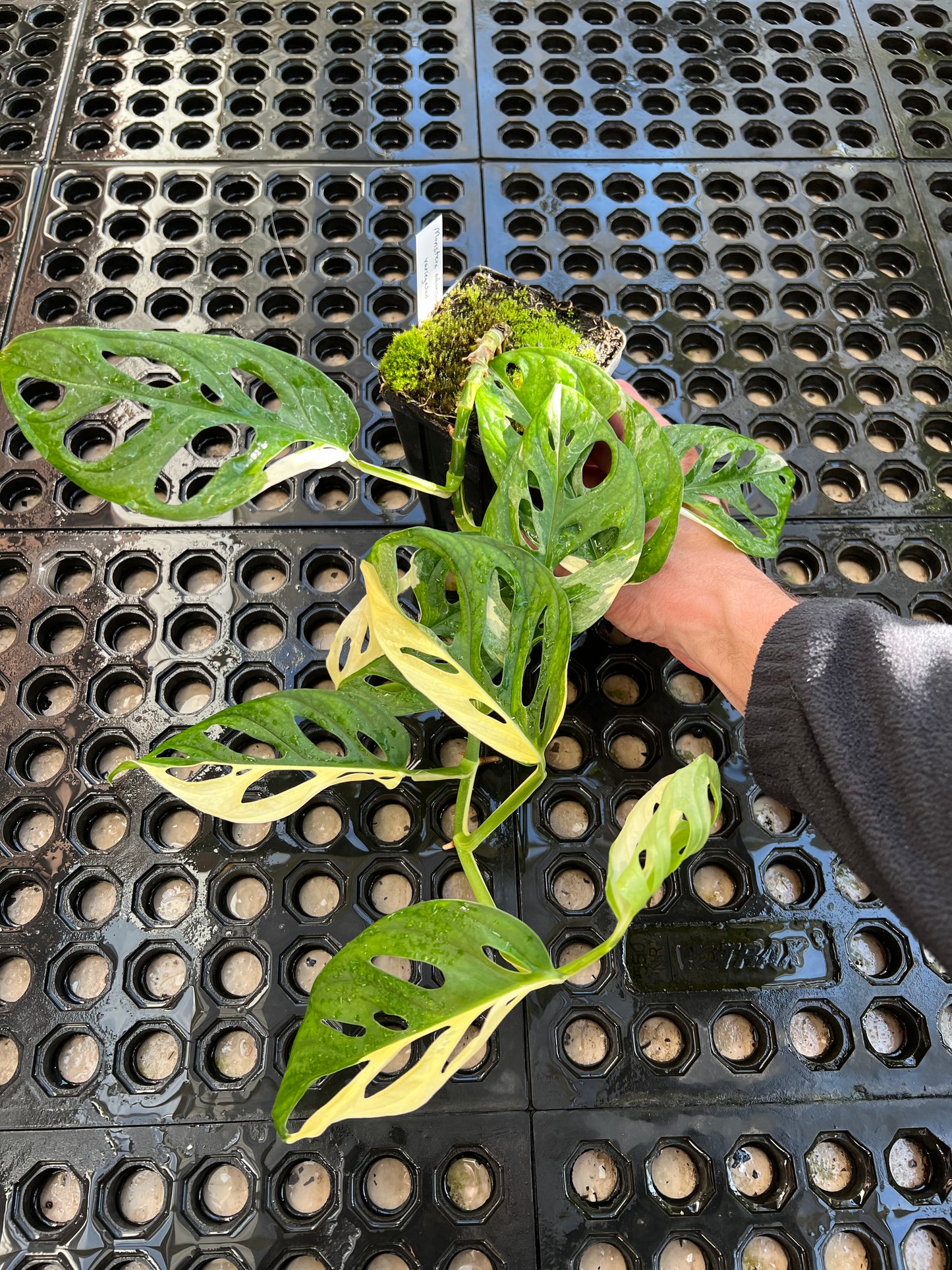 Monstera adansonii “Tricolor” LC