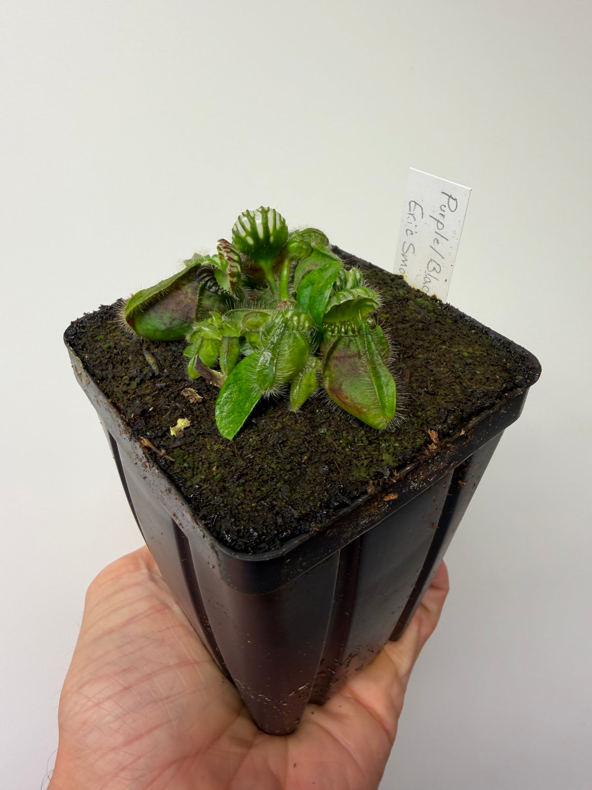 Cephalotus follicularis “Purple/Black” - Eric Smooth #1