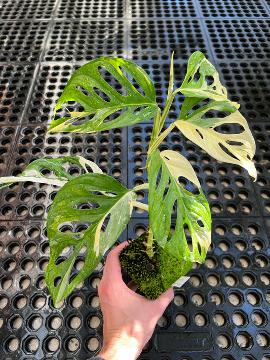 Monstera adansonii “Tricolor” LC