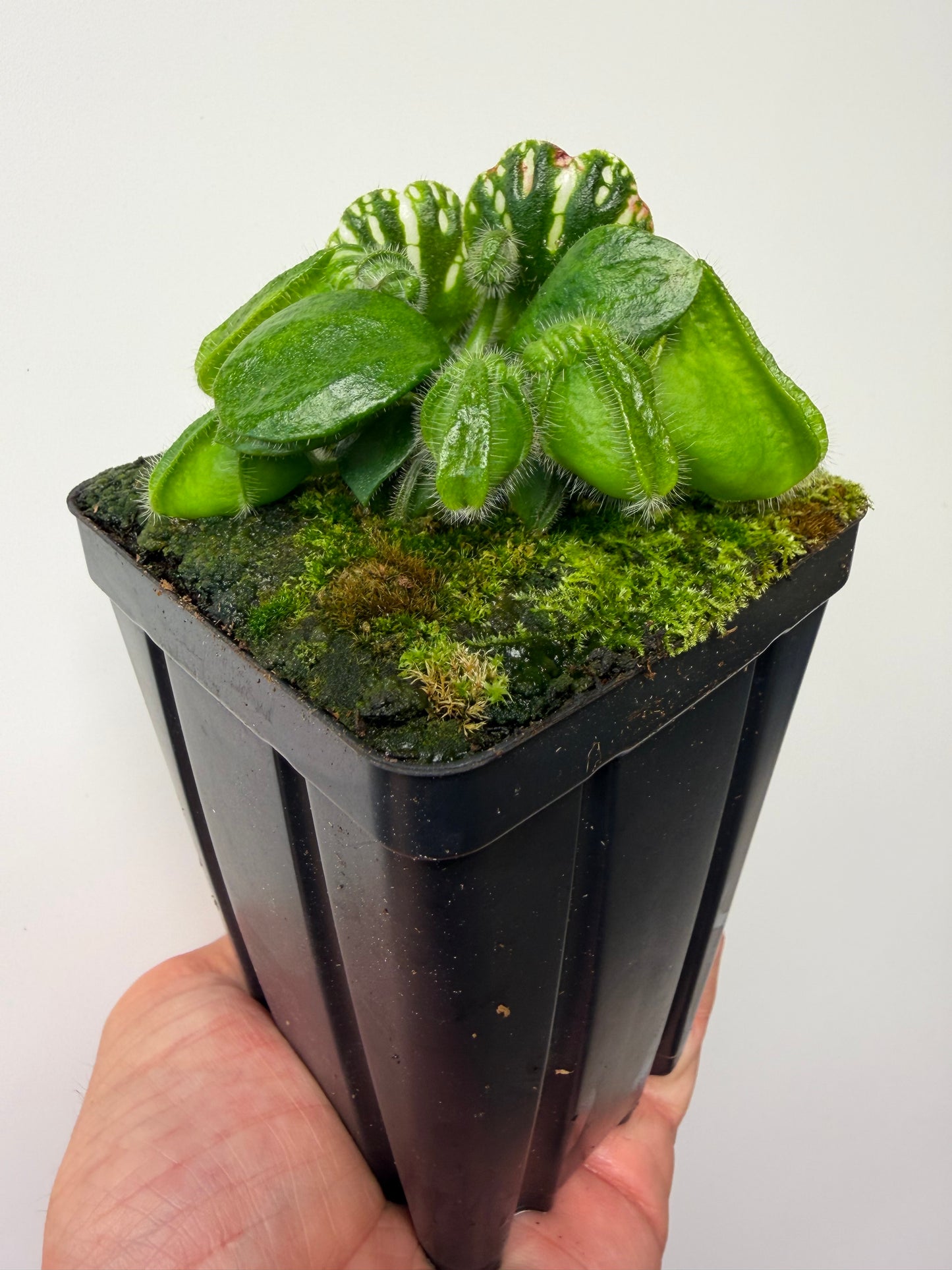 Cephalotus follicularis “Brewers Giant”