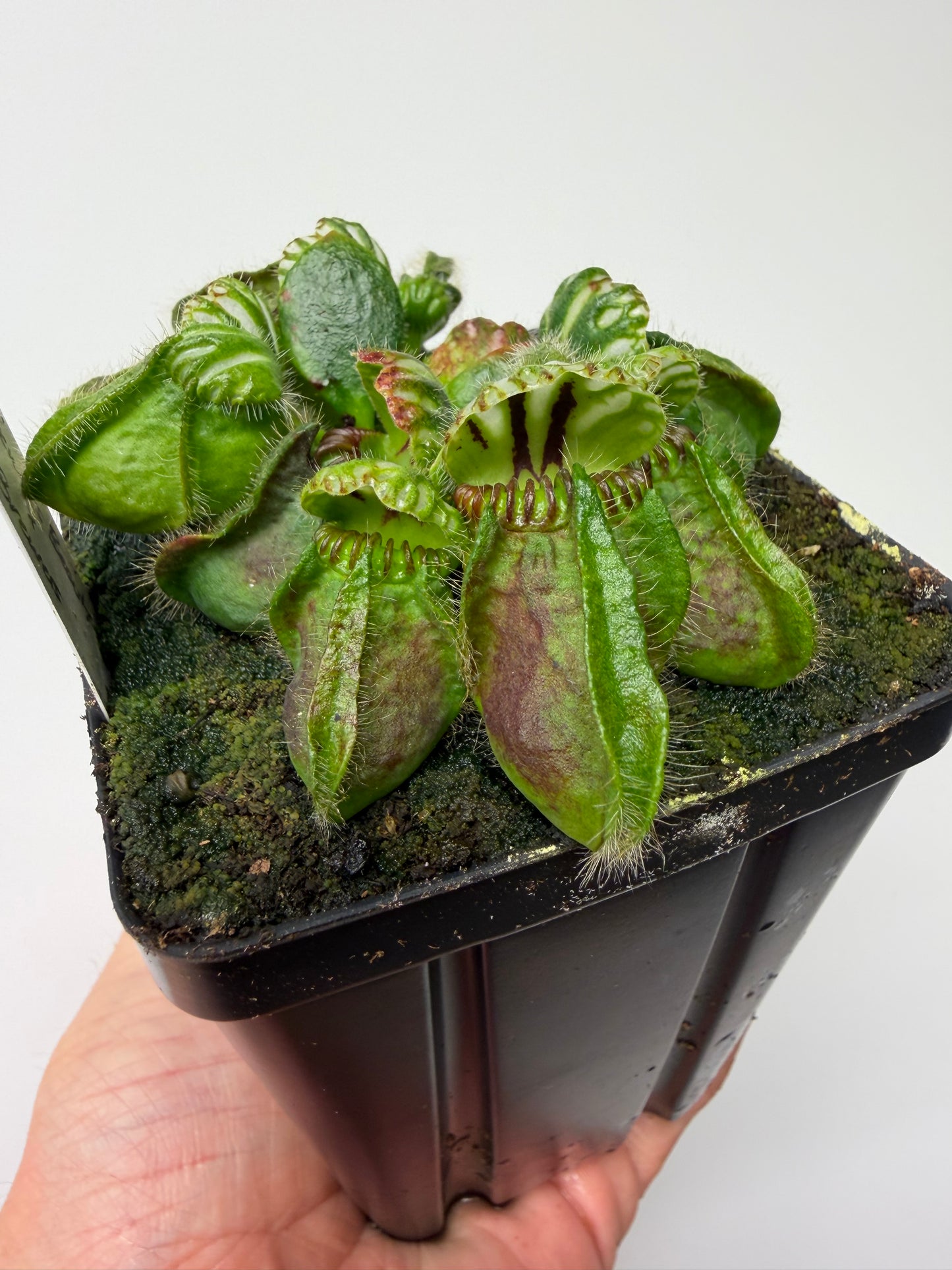 Cephalotus follicularis “Brewers Beauty” x “Brewers”