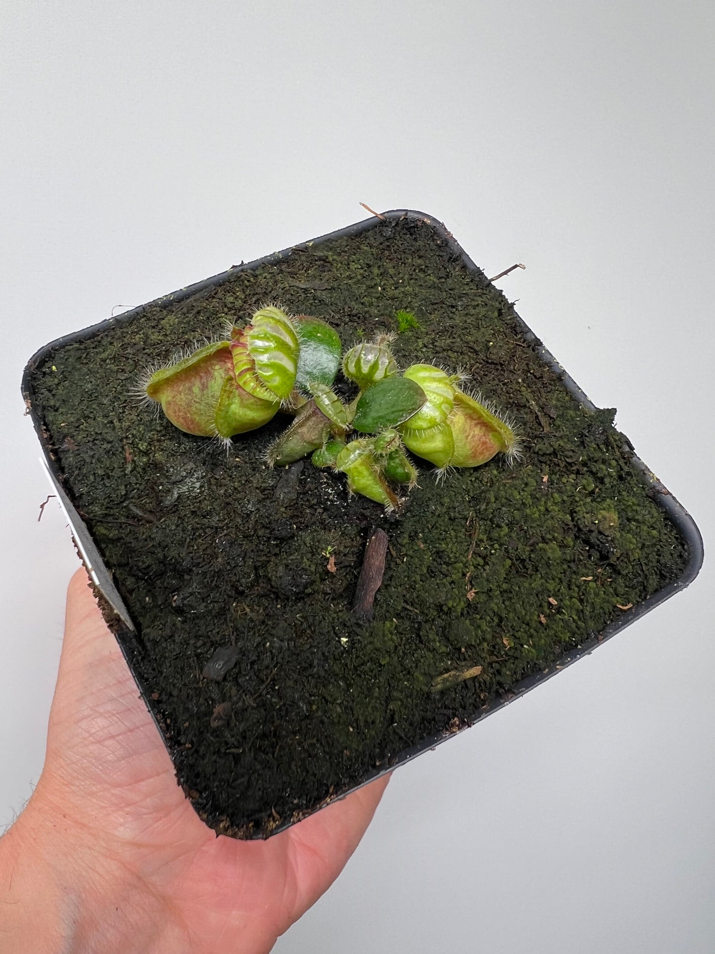 Cephalotus follicularis “Broke Inlet”