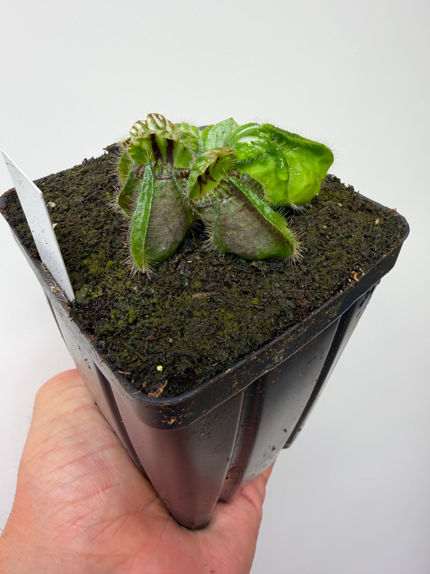 Cephalotus follicularis “Brewers Beauty” x “Brewers”