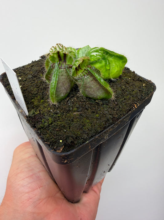 Cephalotus follicularis “Brewers Beauty” x “Brewers”