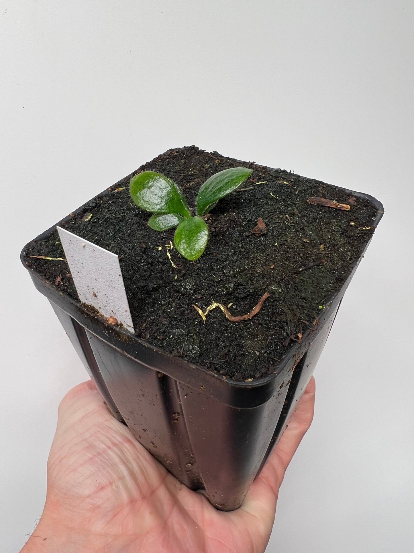Cephalotus follicularis “David Švarc Black” - *Rare*