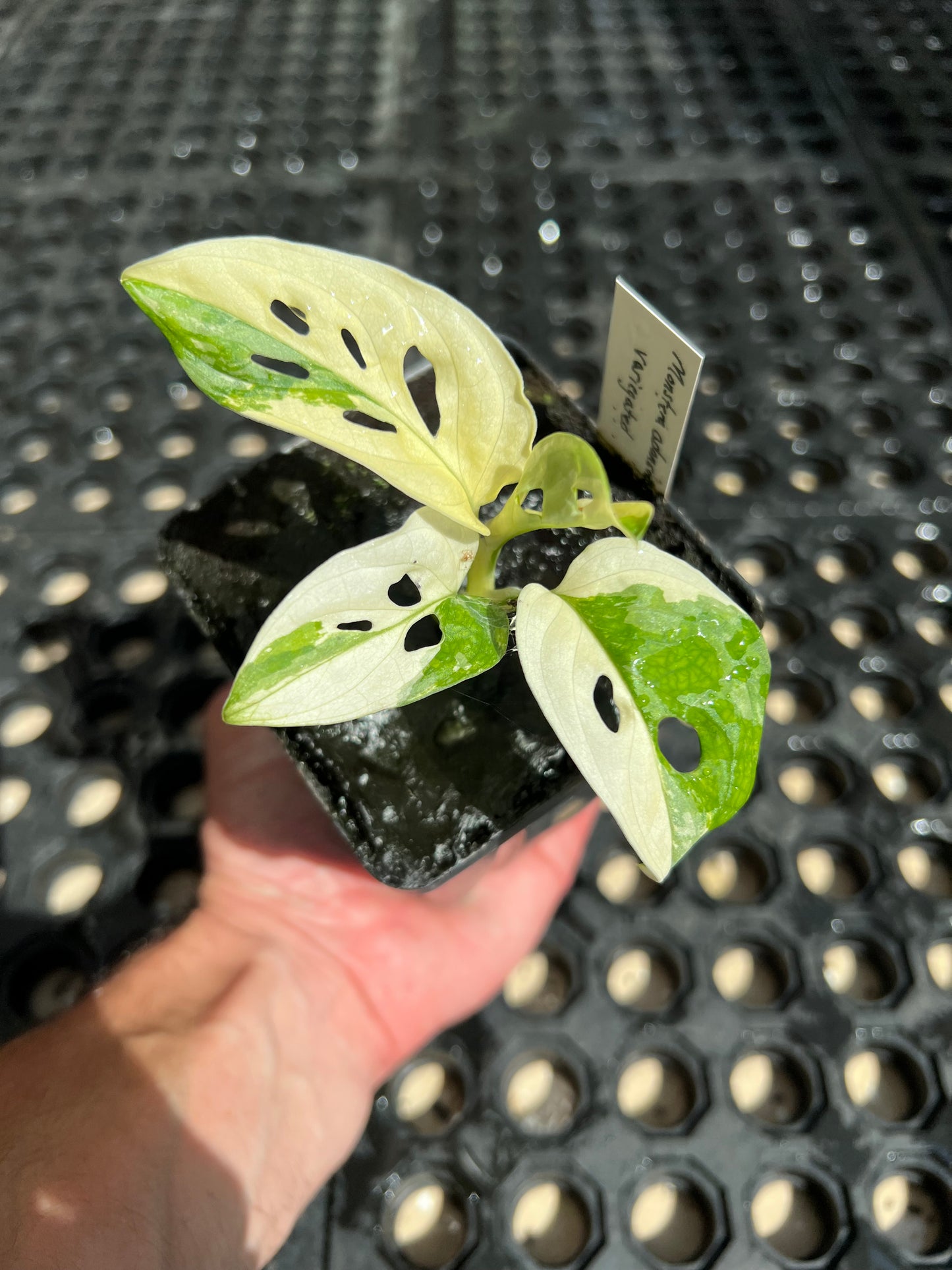 Monstera adansonii “Tricolor” LC