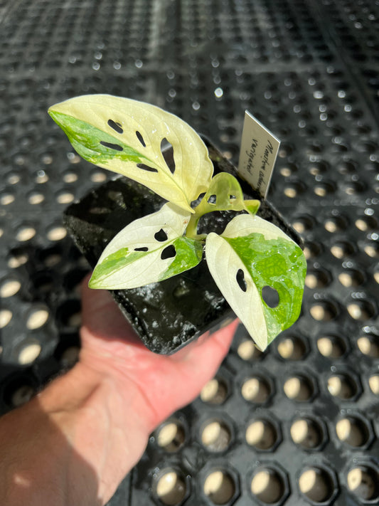 Monstera adansonii “Tricolor” LC