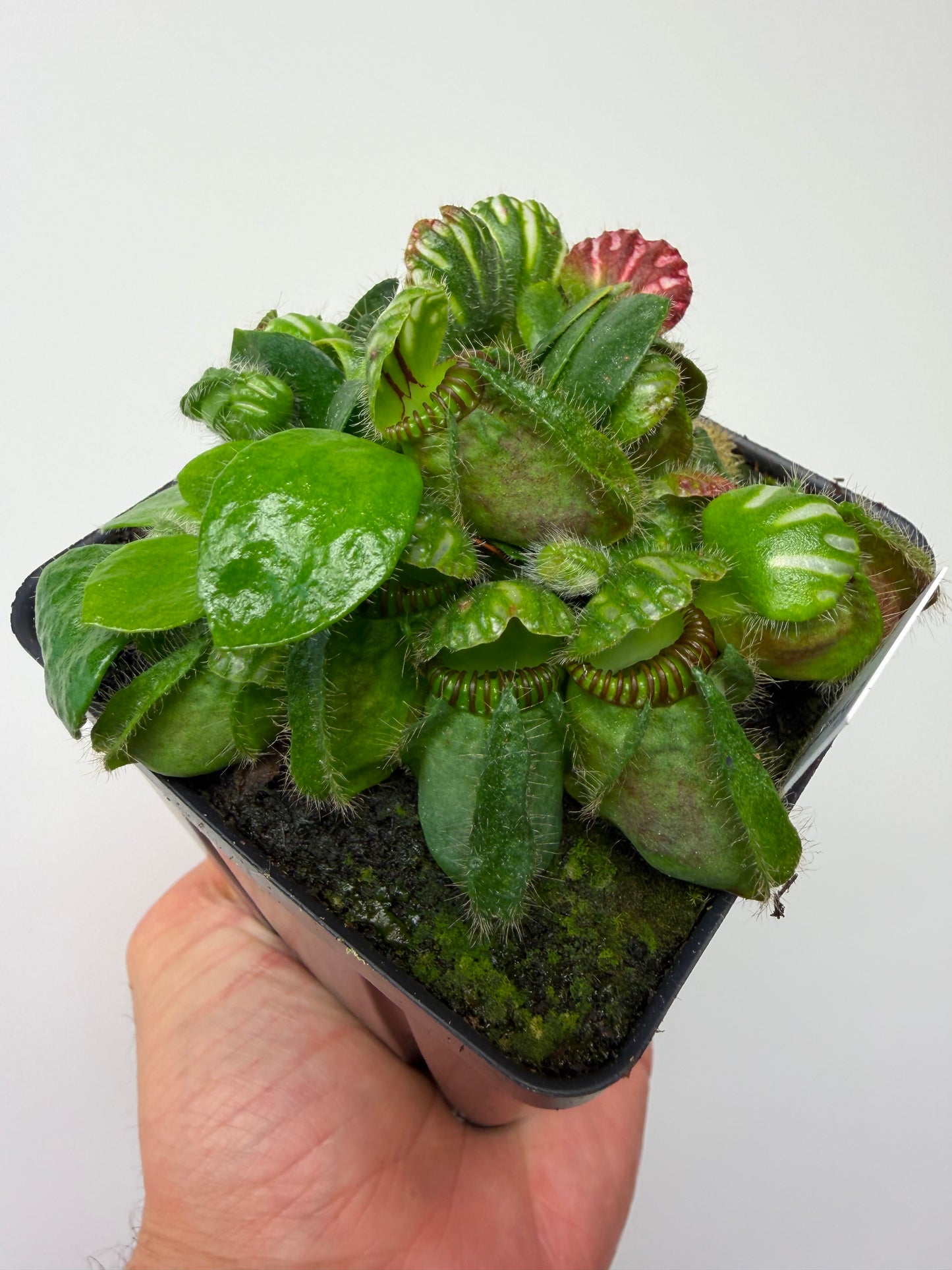 Cephalotus follicularis “Brewers Beauty” x “Brewers”