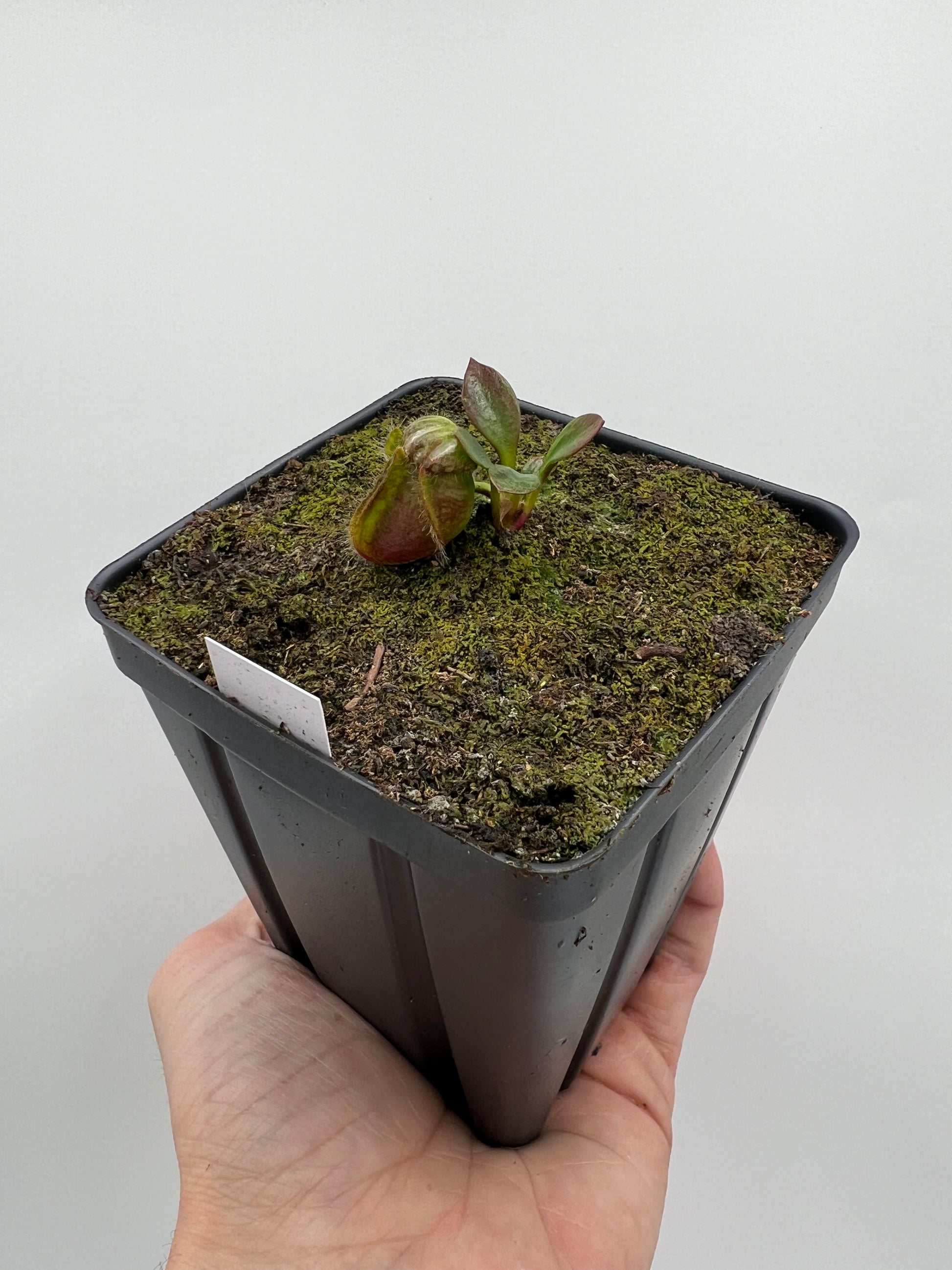 Cephalotus follicularis “Purple/Black” - Eric Smooth – Little 