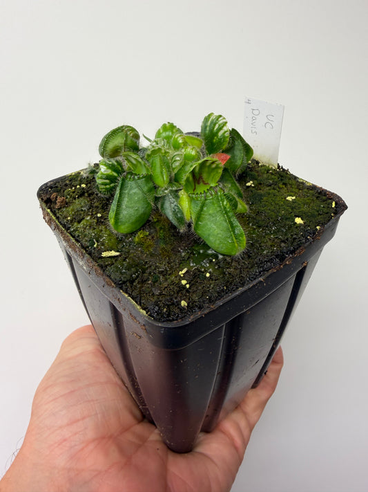Cephalotus follicularis “UC Davis” #4