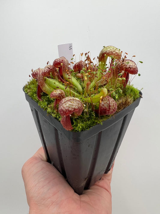Darlingtonia californica (Cobra Pitcher Plant) - Seed Grown #155