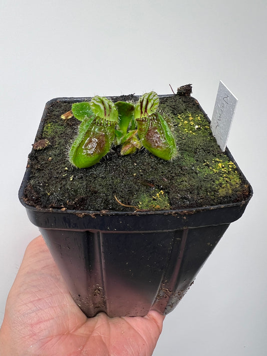 Cephalotus follicularis “Norma”