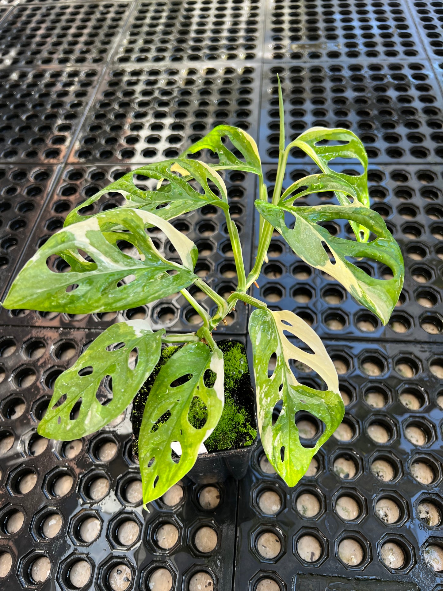 Monstera adansonii “Tricolor” LC