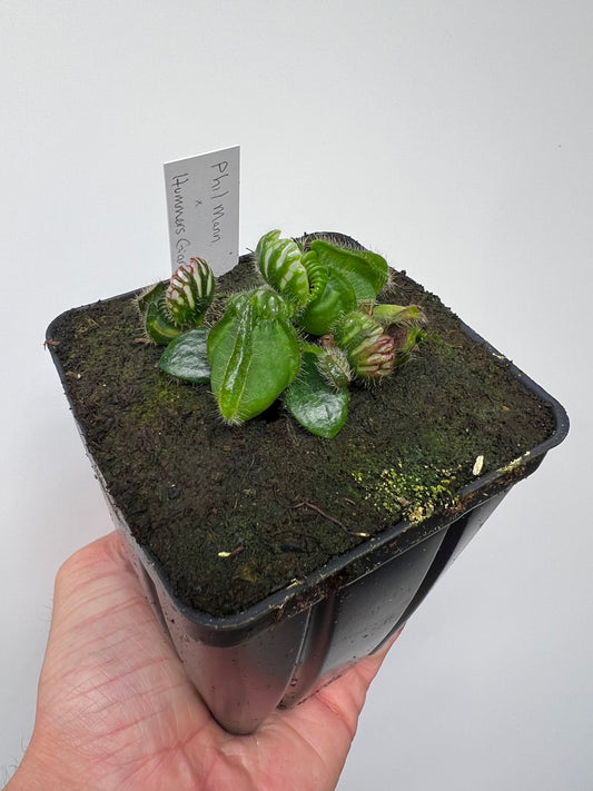 Cephalotus follicularis “Phil Mann” x “Hummers Giant”