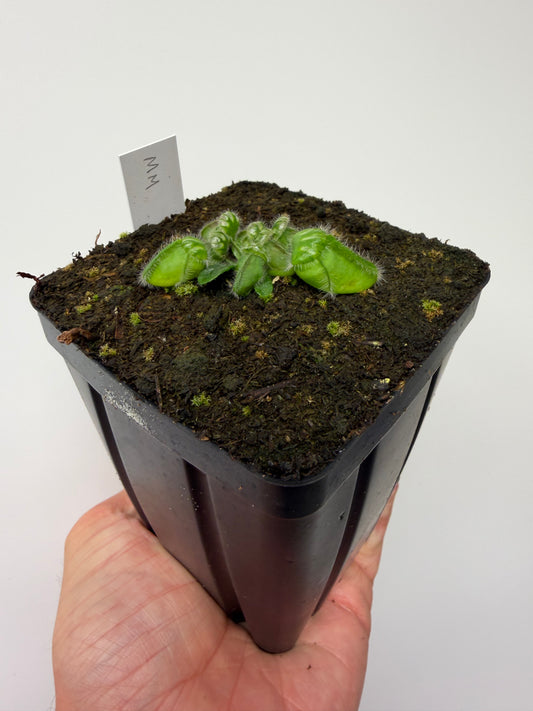 Cephalotus follicularis “Mighty Midget” - *Rare* (9)