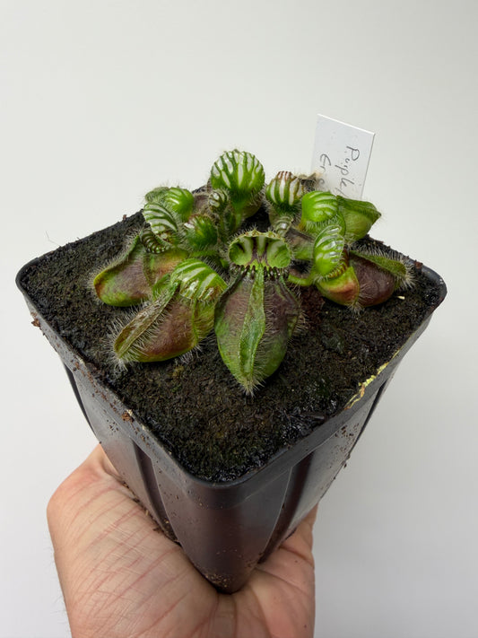 Cephalotus follicularis “Purple/Black” - Eric Smooth #2
