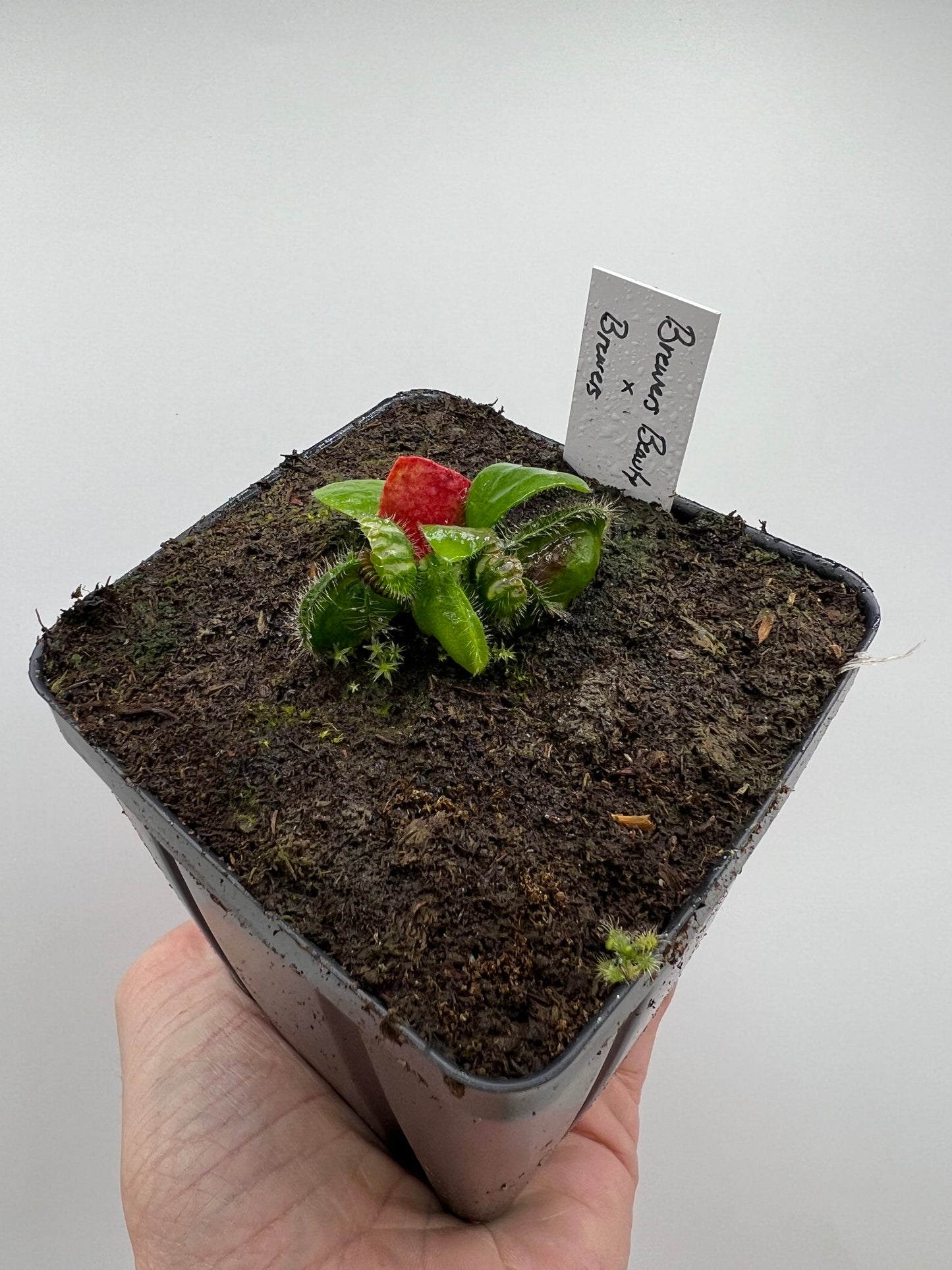 Cephalotus follicularis “Brewers Beauty” x “Brewers”