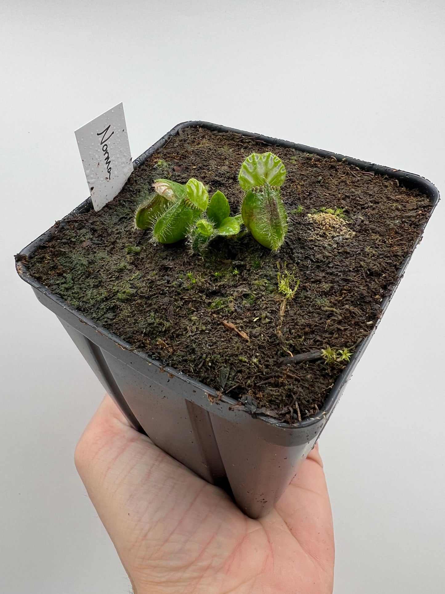 Cephalotus follicularis “Norma”