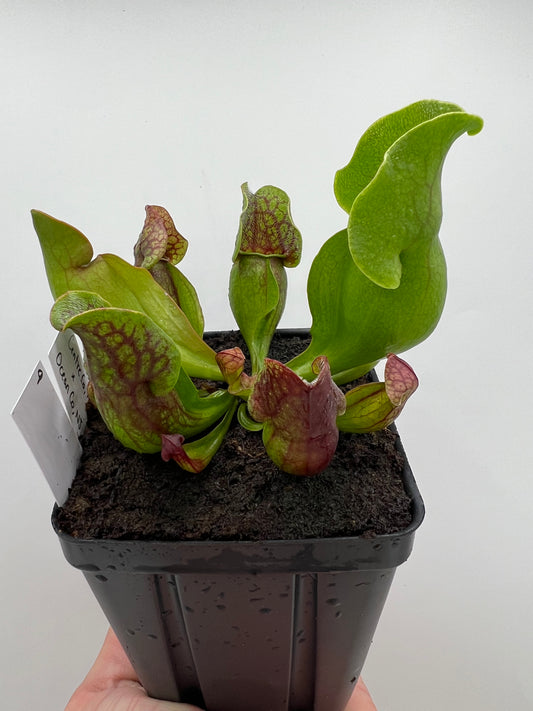 Sarracenia purpurea ssp. purpurea (Centre Co, PA) x (Ocean Co, NJ) - Seed Grown #9