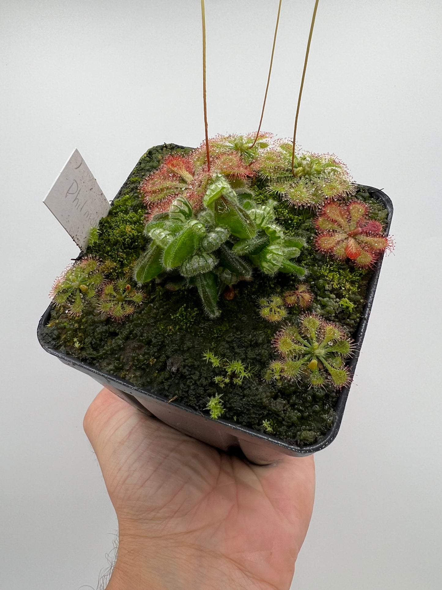 Cephalotus follicularis “Phil Mann” x “Hummers Giant”