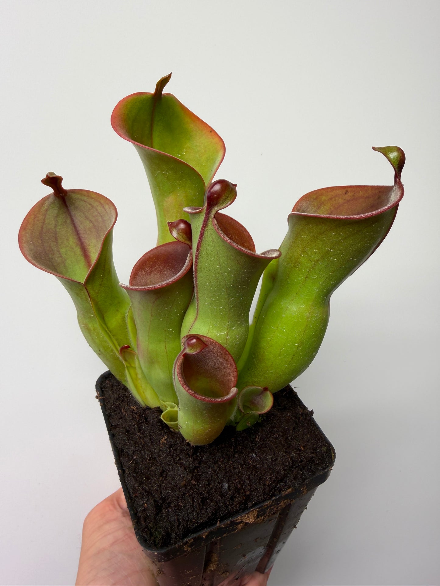 Heliamphora heterodoxa x minor