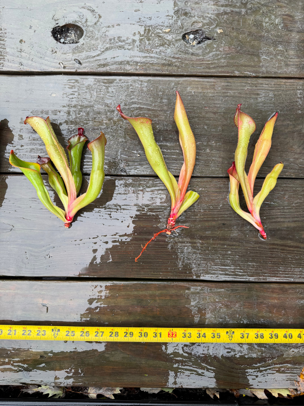 Heliamphora spec. “Akopan” x (heterodoxa x ionasi) SGLC - Fresh Divisions
