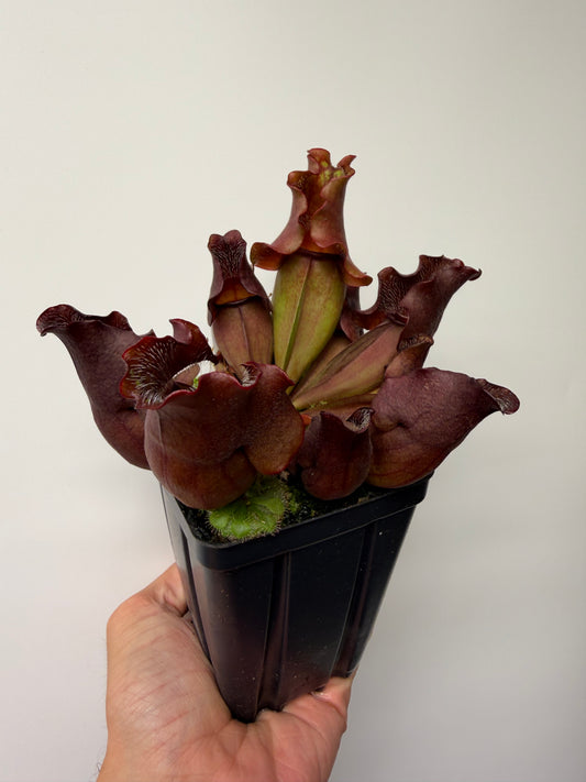 Sarracenia purpurea ssp. venosa (Brunswick Co, NC x Carteret Co, NC)  - Seed Grown #9