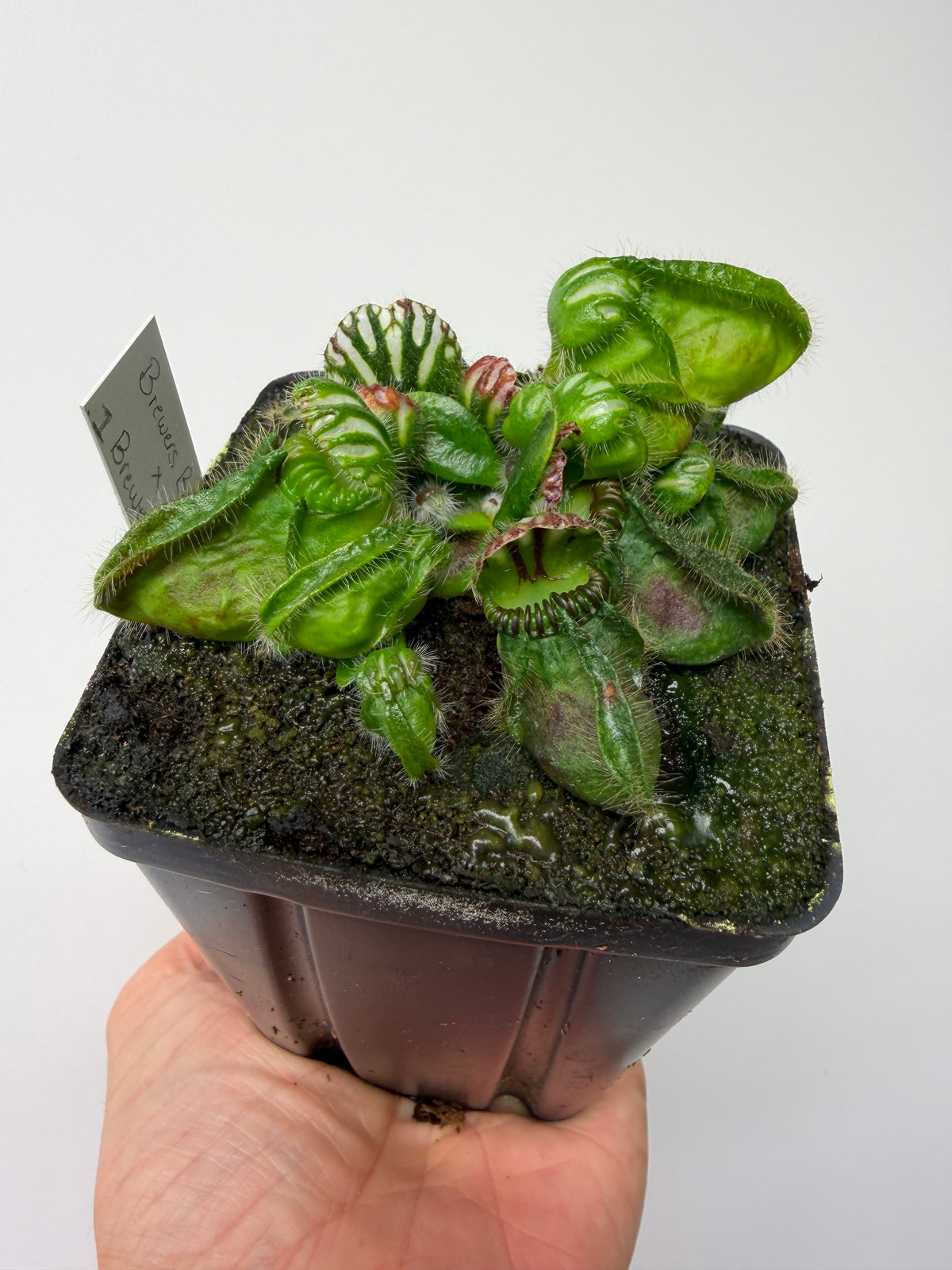 Cephalotus follicularis “Brewers Beauty” x “Brewers” #1