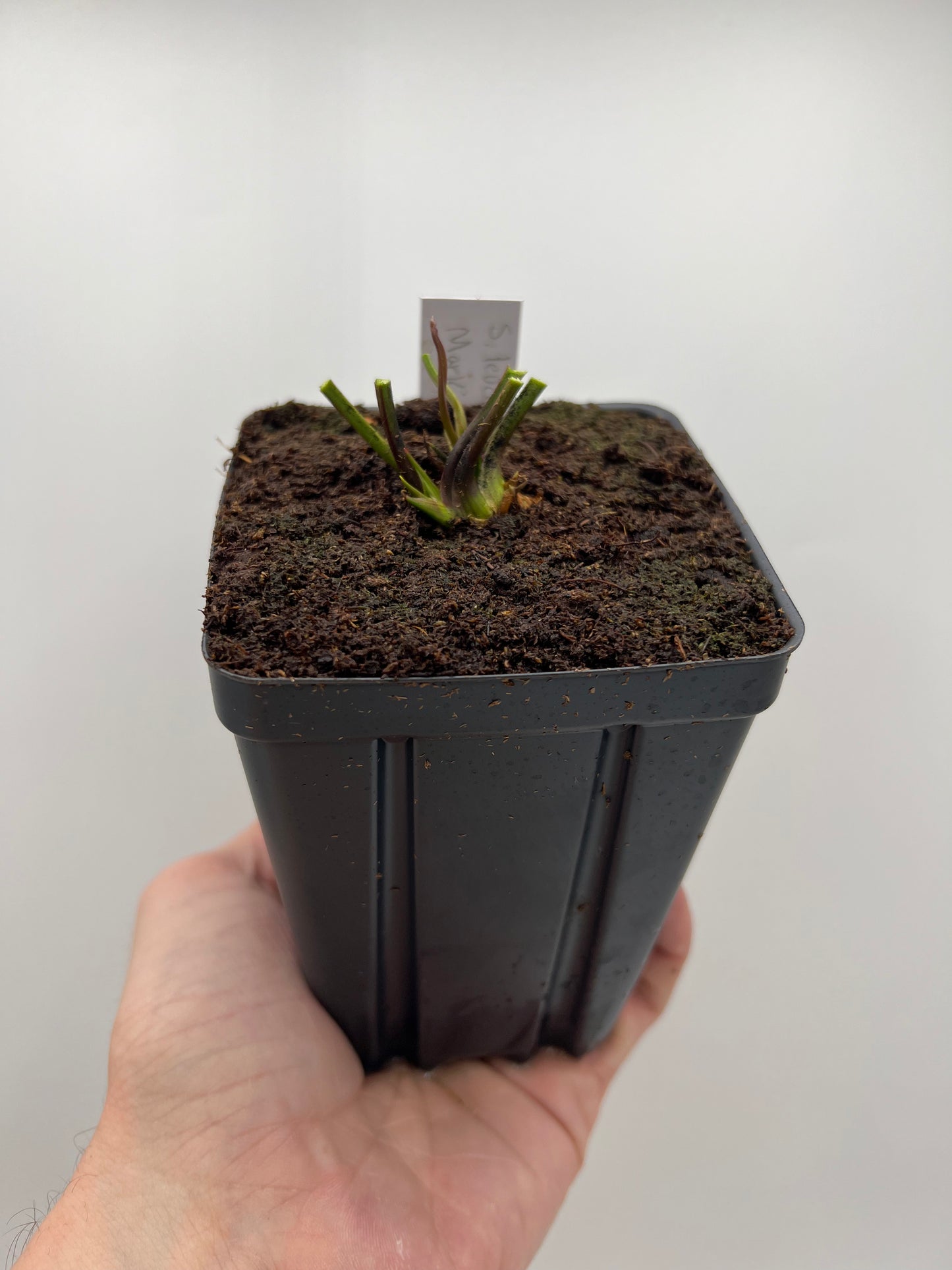Sarracenia leucophylla “Red” (Mark Eley) - *Rare*