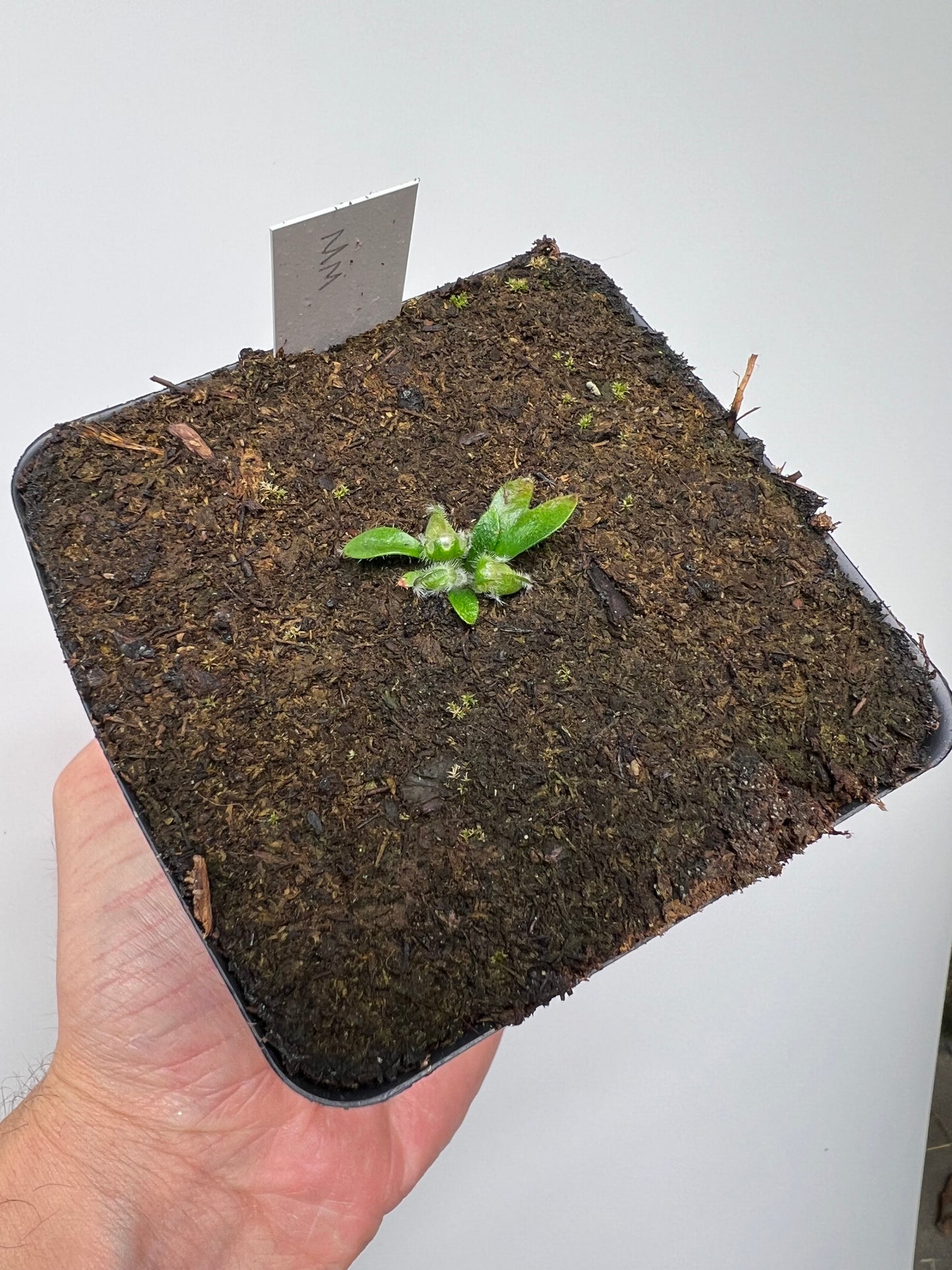 Cephalotus follicularis “Mighty Midget” - *Rare*